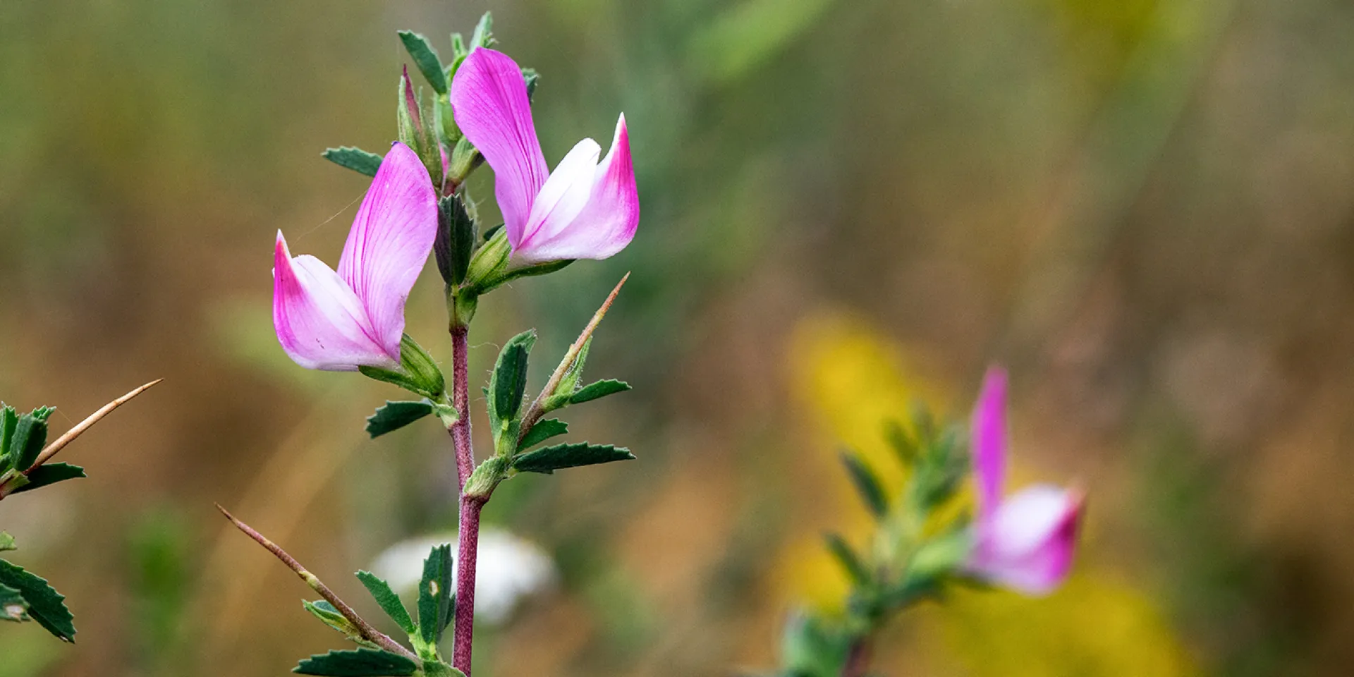 Dornige Hauhechel, eine Blütenpflanze