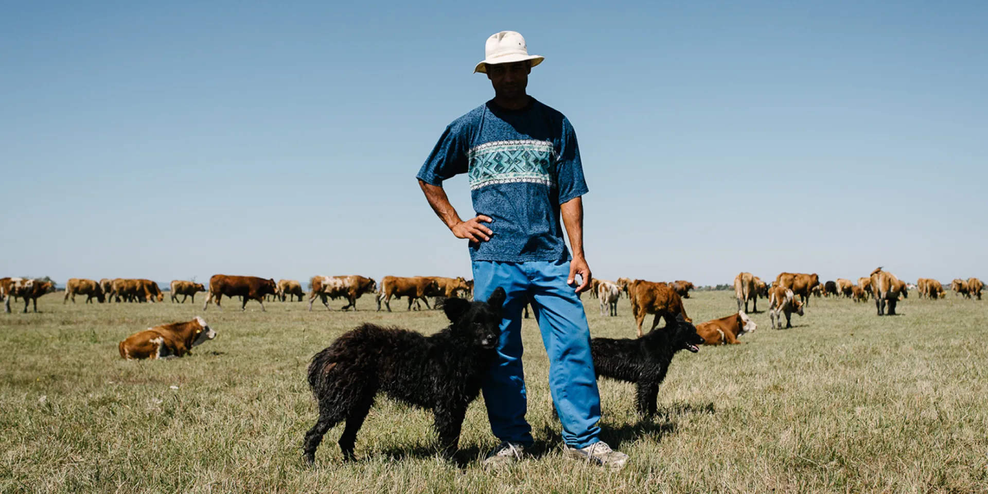 Fleckvieh Herde mit Hirte und zwei Hütehunden