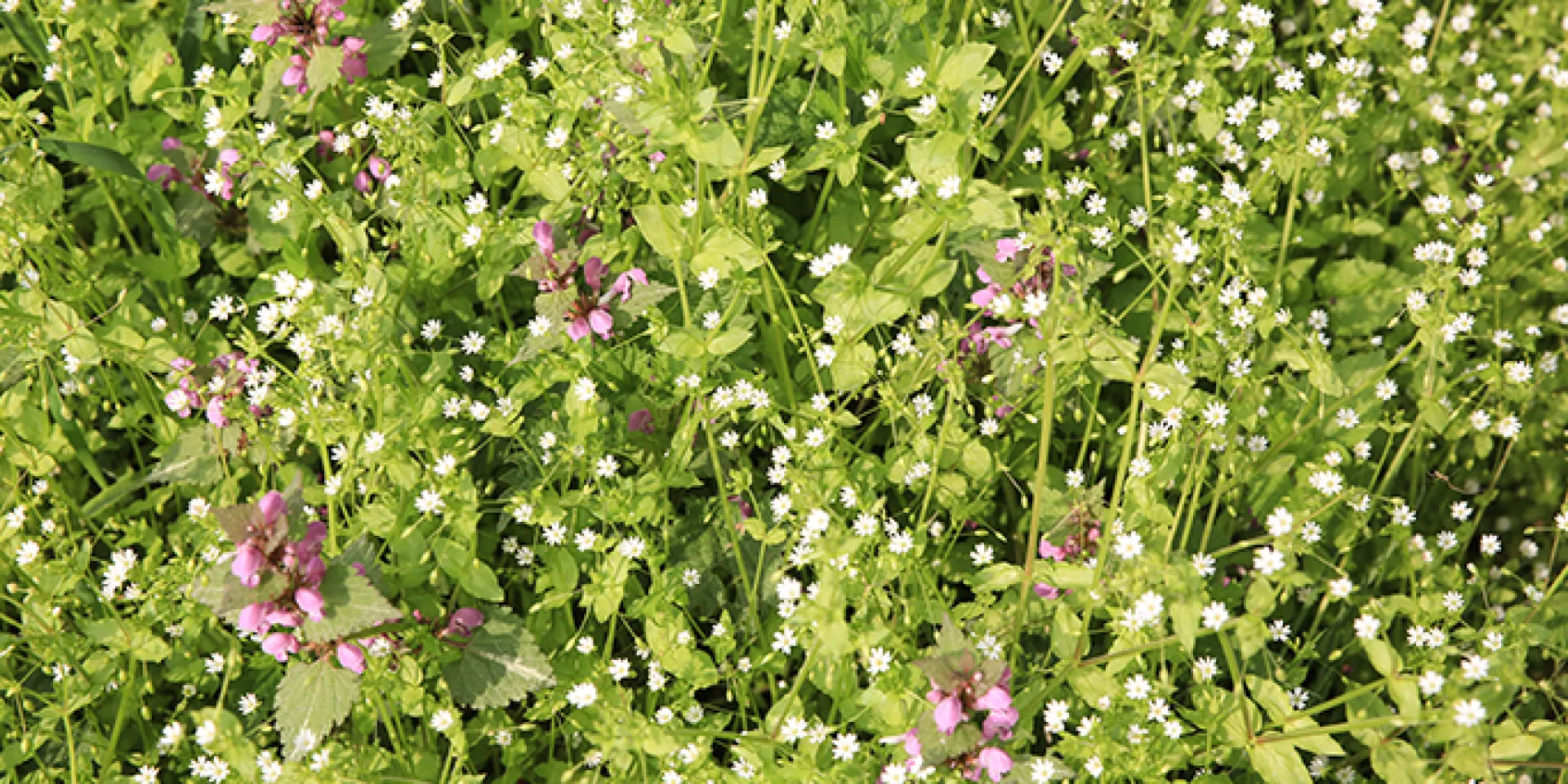 Blumenwiese