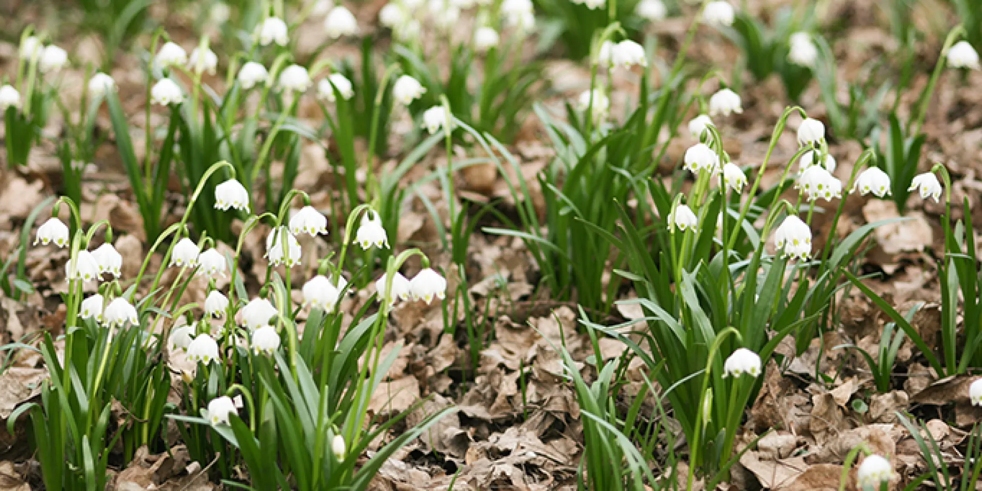 Frühlingsknotenblume