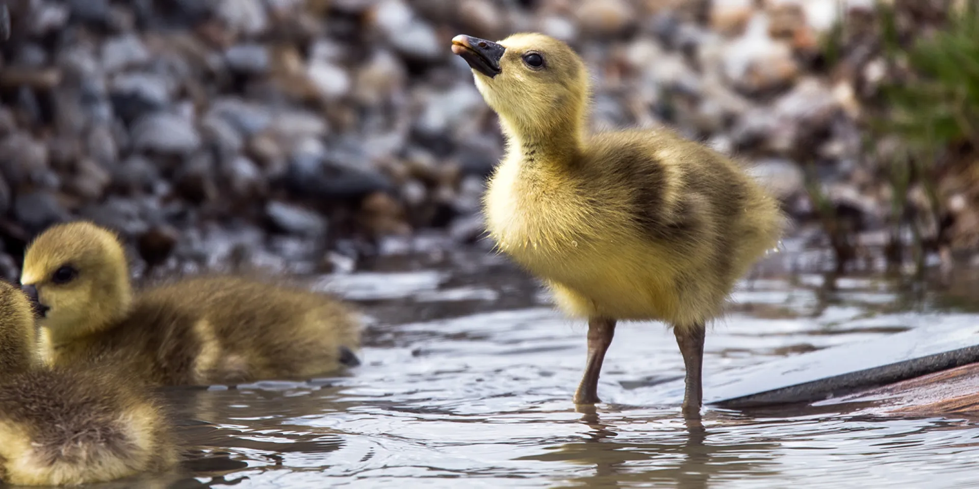 Ein Gössel, Gänseküken, im Wasser