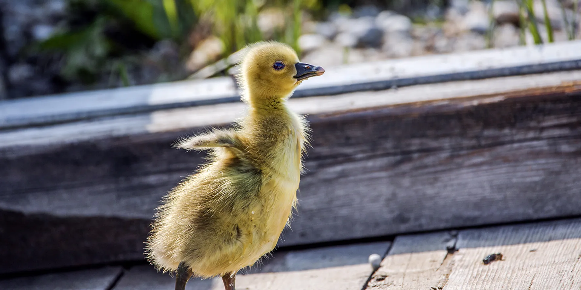 Gössel, eine junge Gans
