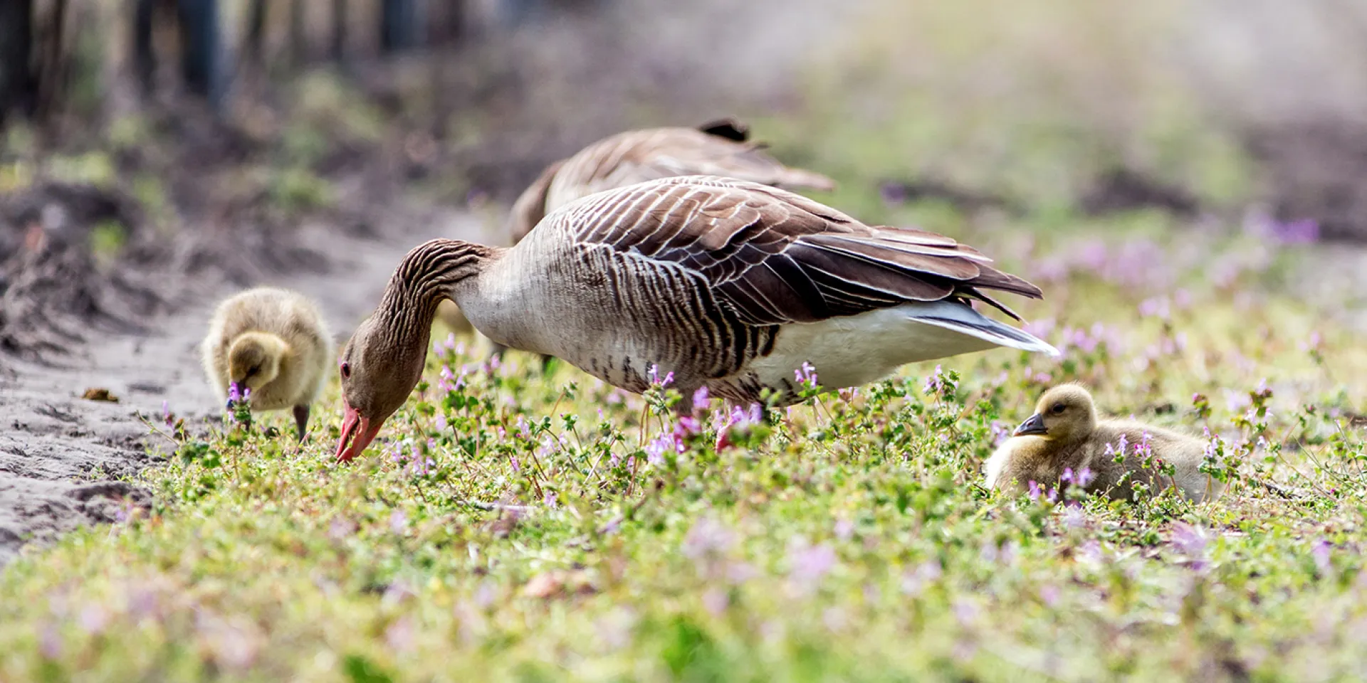 Graugänse im Weingarten