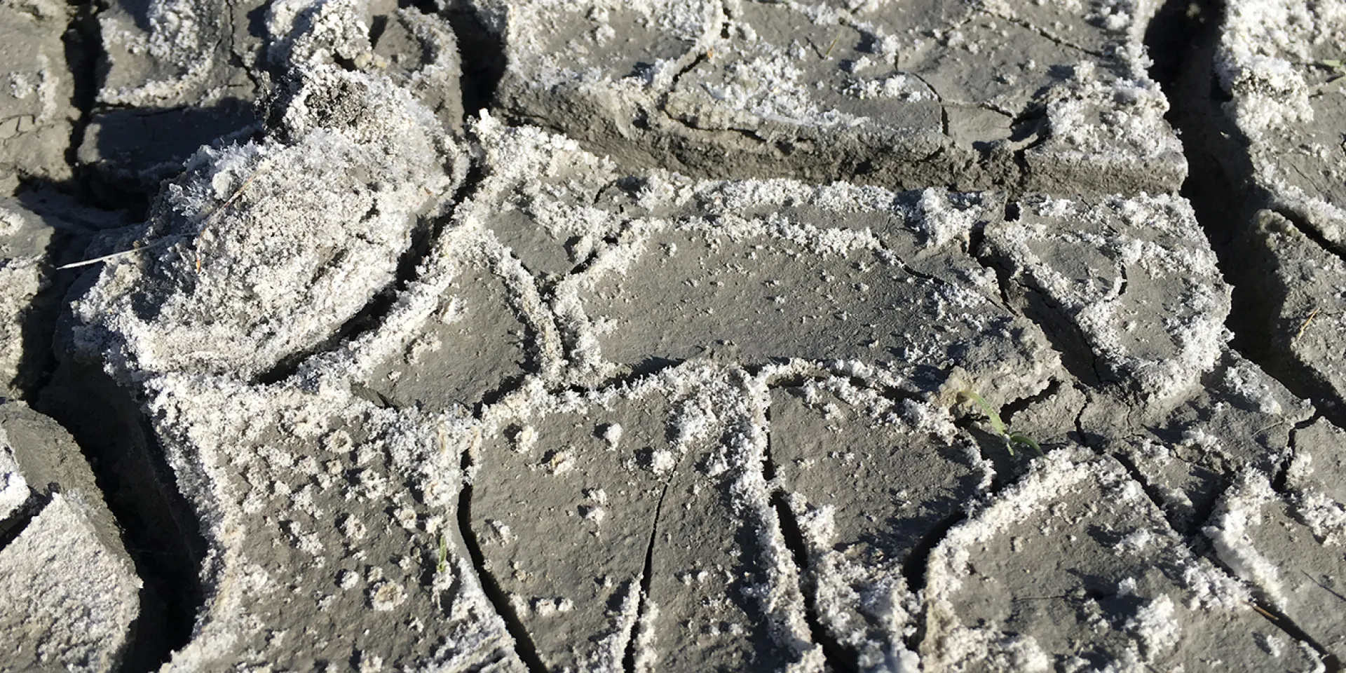 Salzkristalle am ausgetrockneten Erdboden