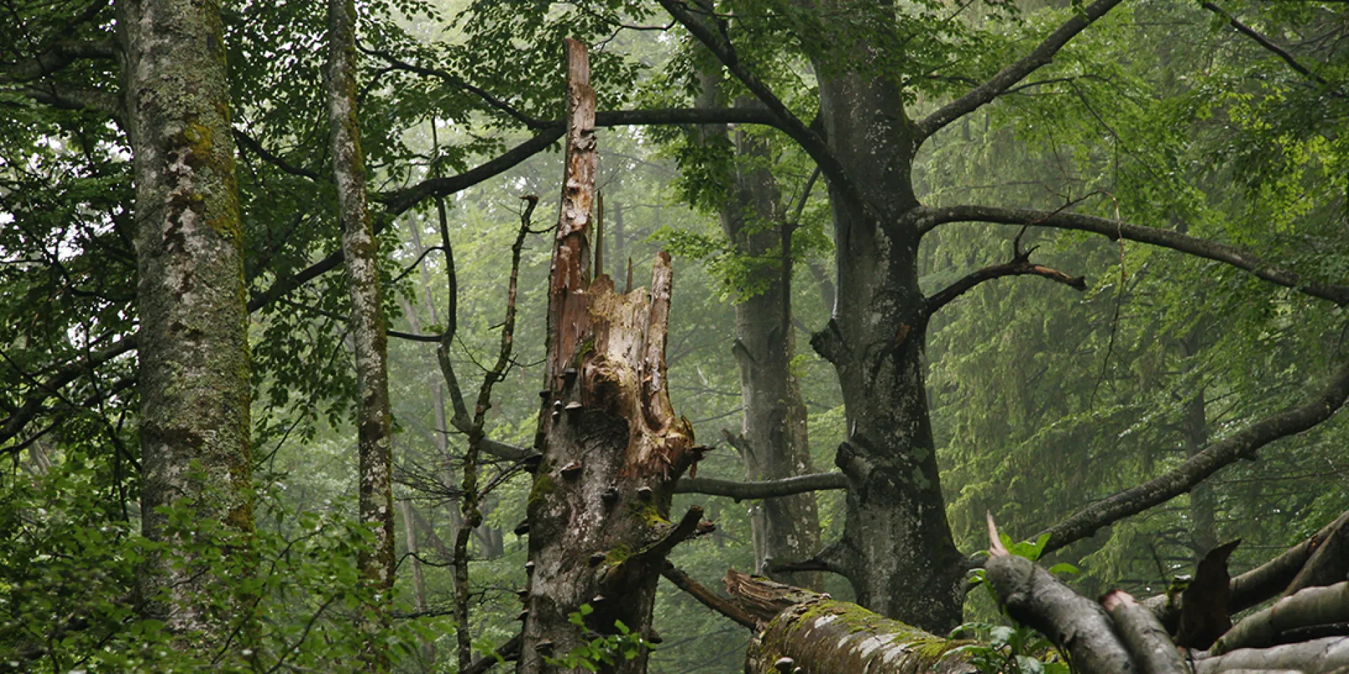 Nationalpark Kalkalpen