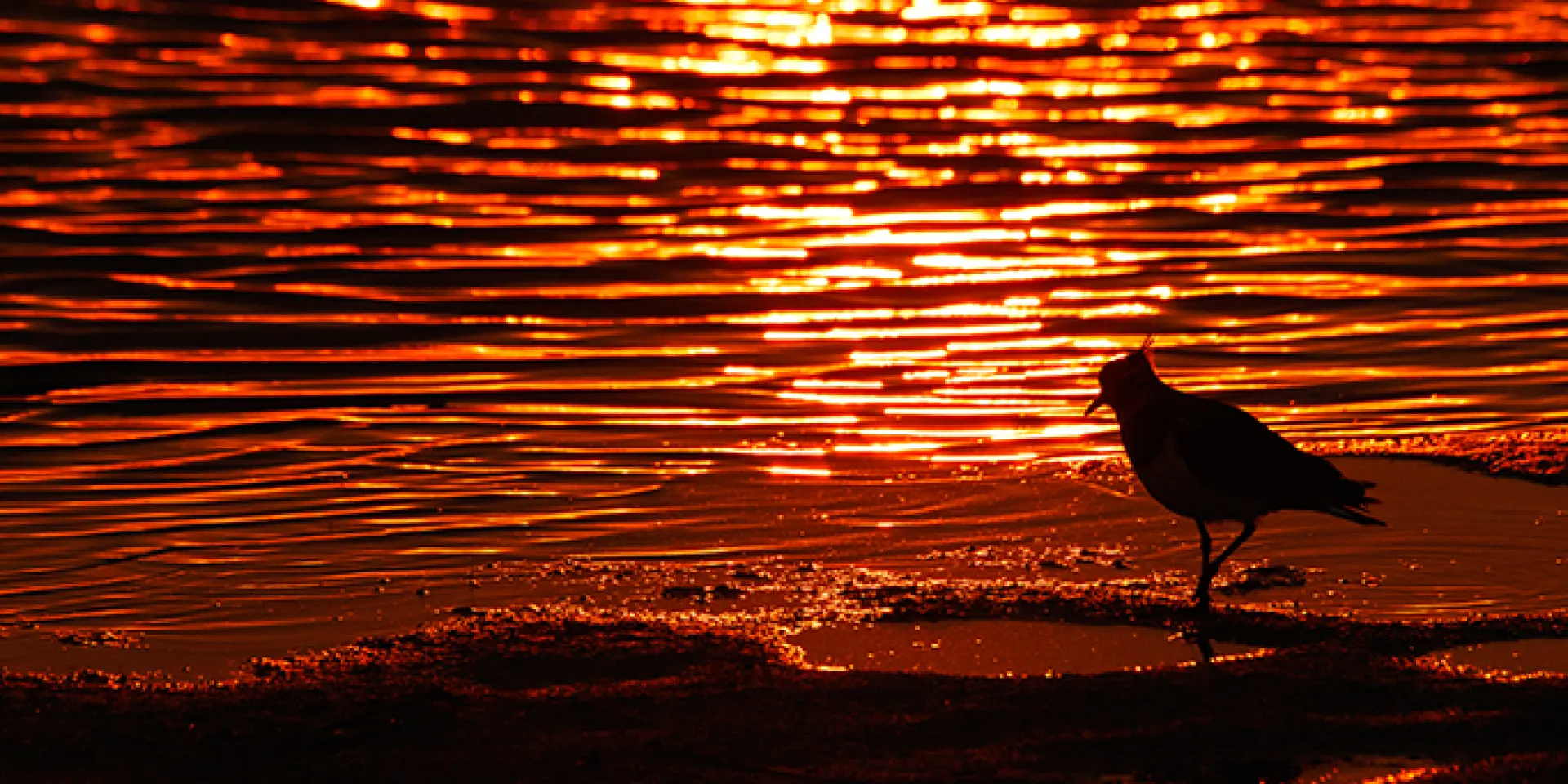 Kiebitz im Abendrot