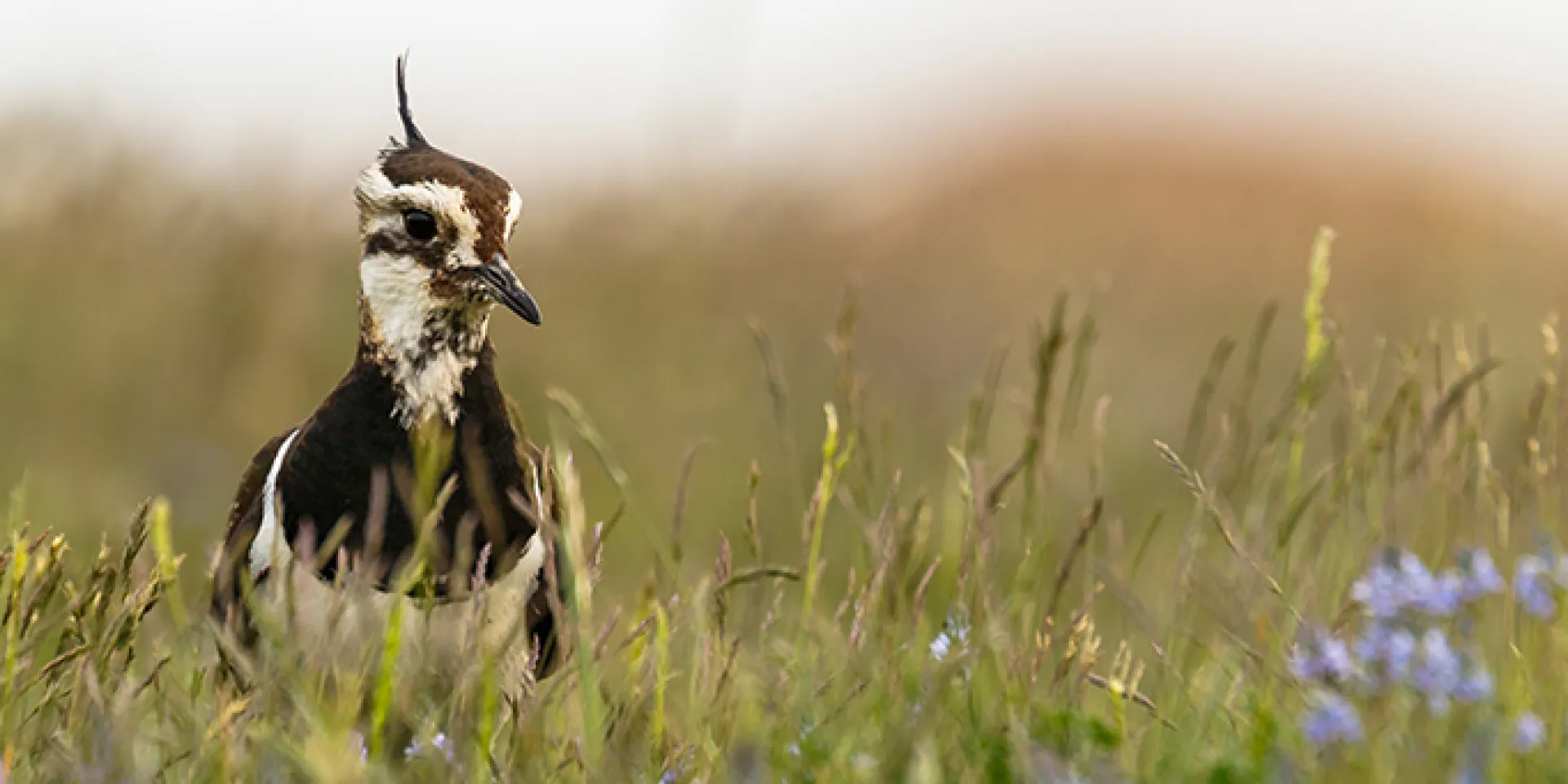 Kiebitz in der Wiese