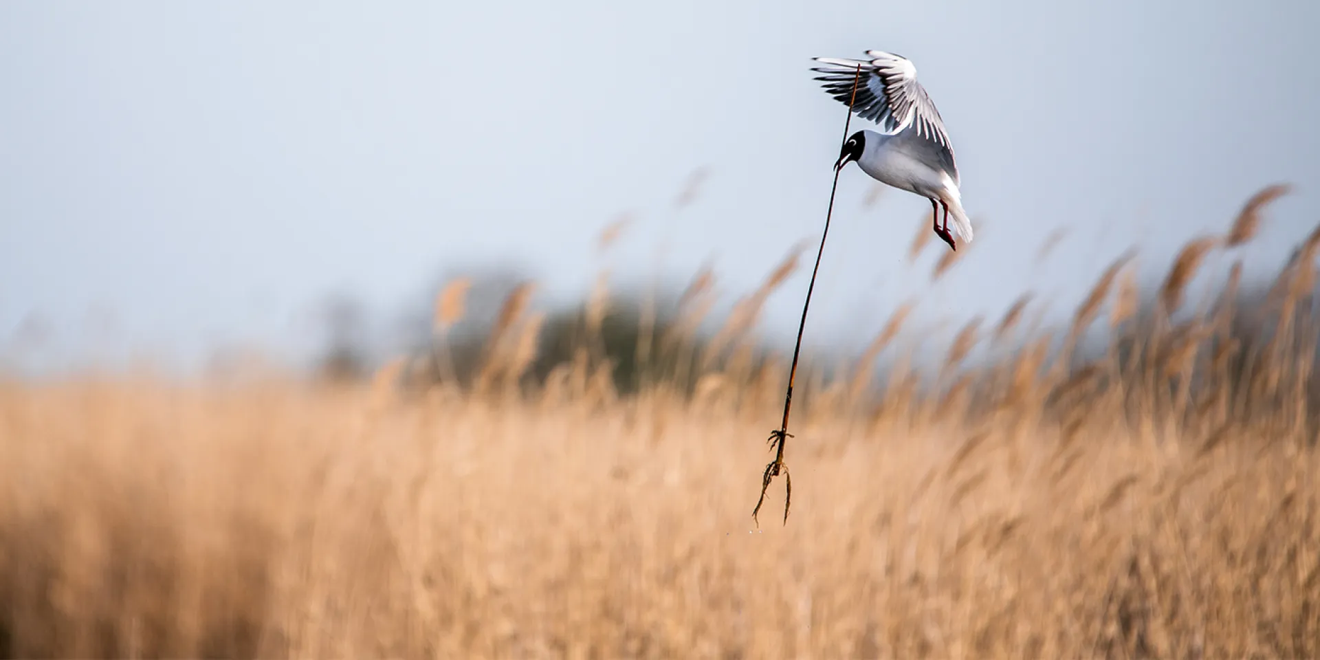 Lachmöwe im Flug