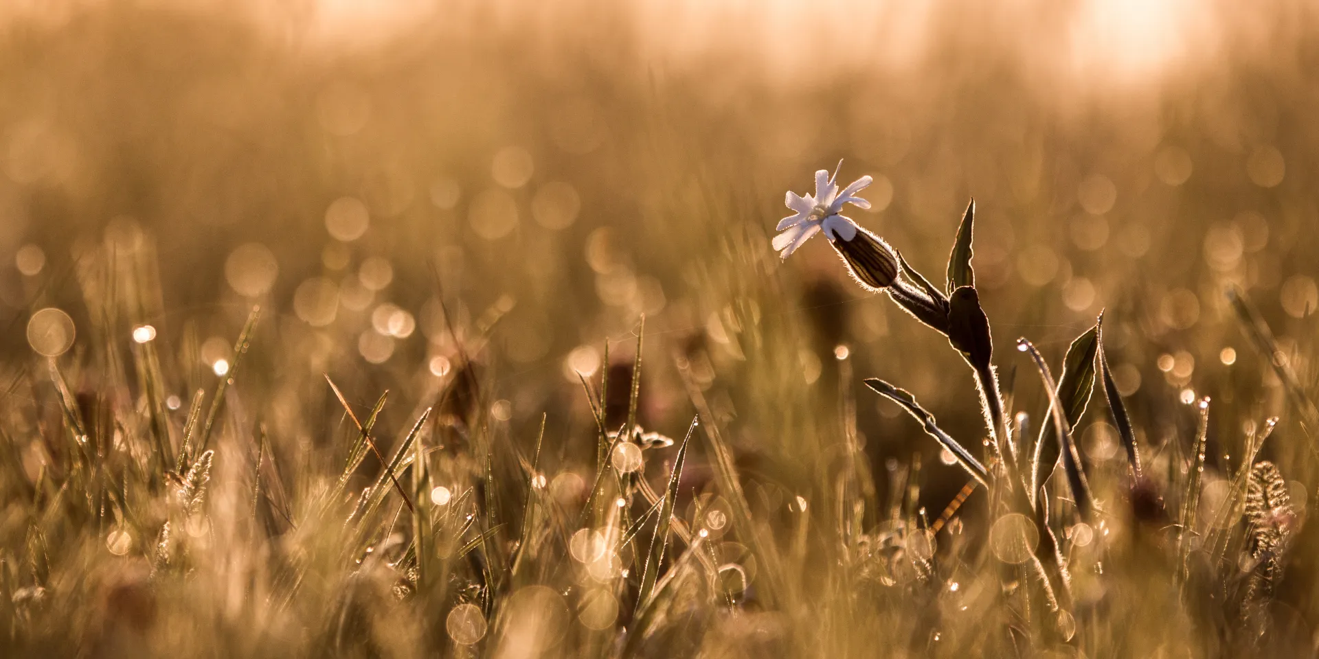 Lichtnelke, eine zarte Blume im taufrischen Gras