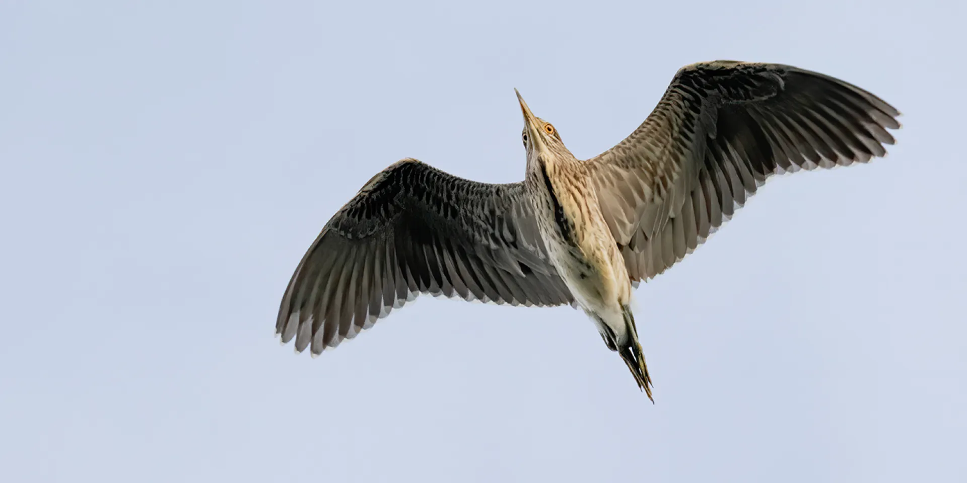 Vogel im Flug