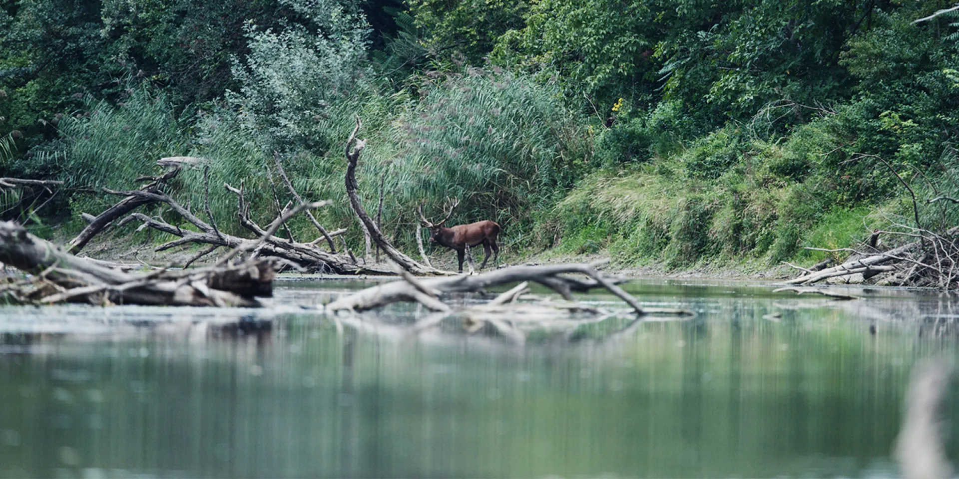 Nationalpark Donauauen