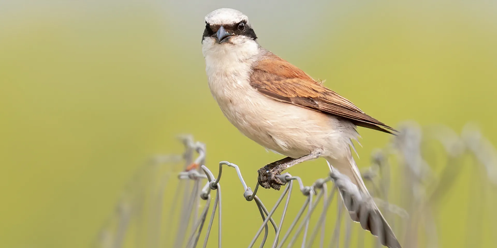 Neuntöter, ein brauner Vogel