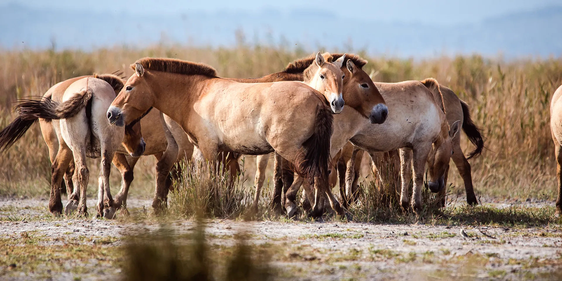 Przewalski Pferde