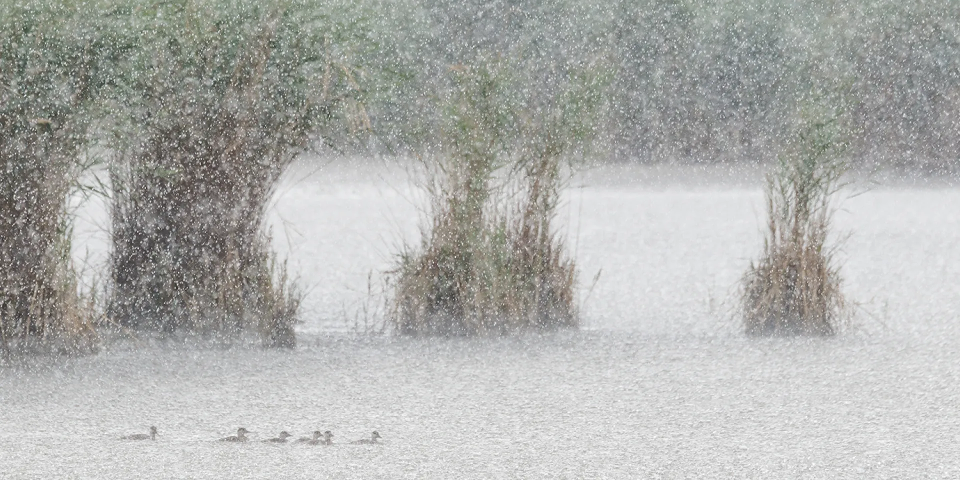 Regen