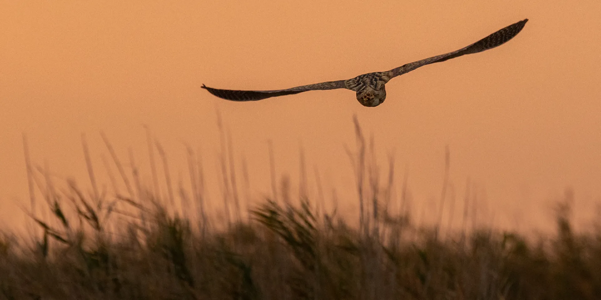 Rohrdommel, Vogel im Flug
