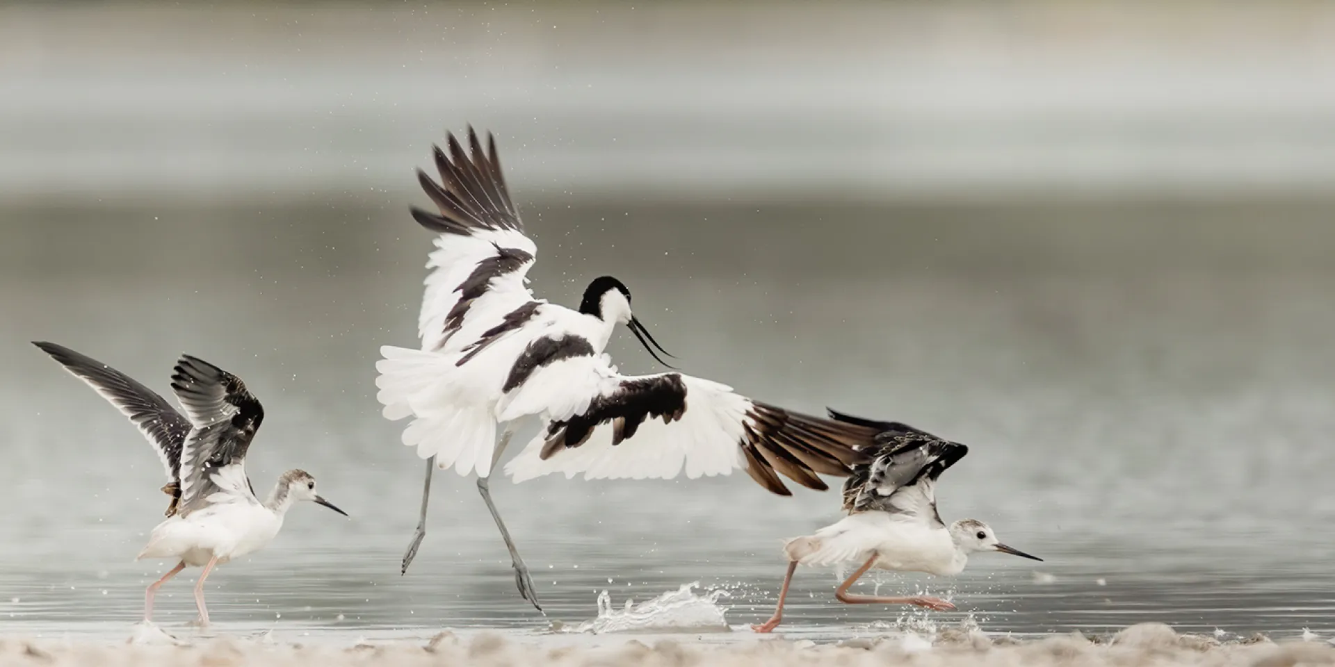 Säbelschnäbler Stelzenläufer Vögel