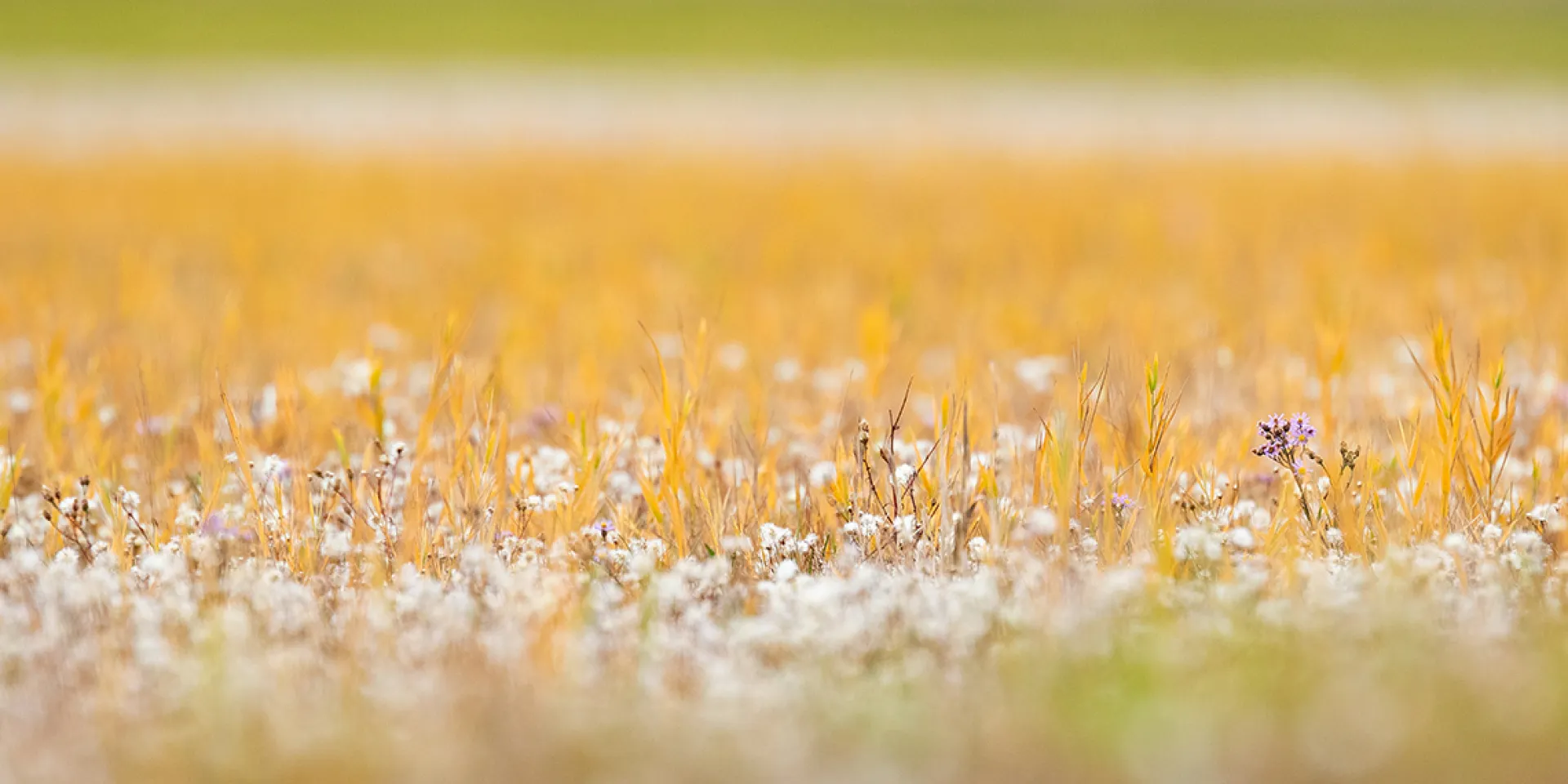 Salzaster, die kleinen Blumen und Gräser sehen gelb und vertrocknet aus