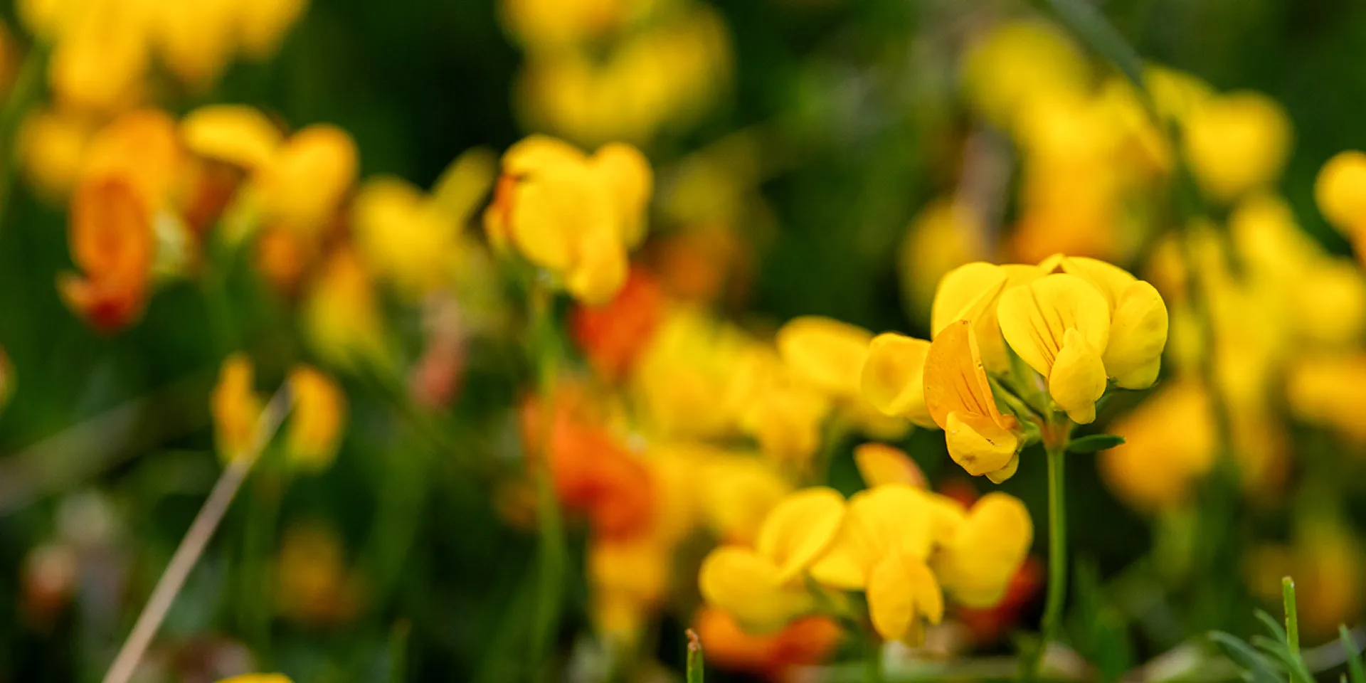 Salzhornklee, eine gelbe Blume