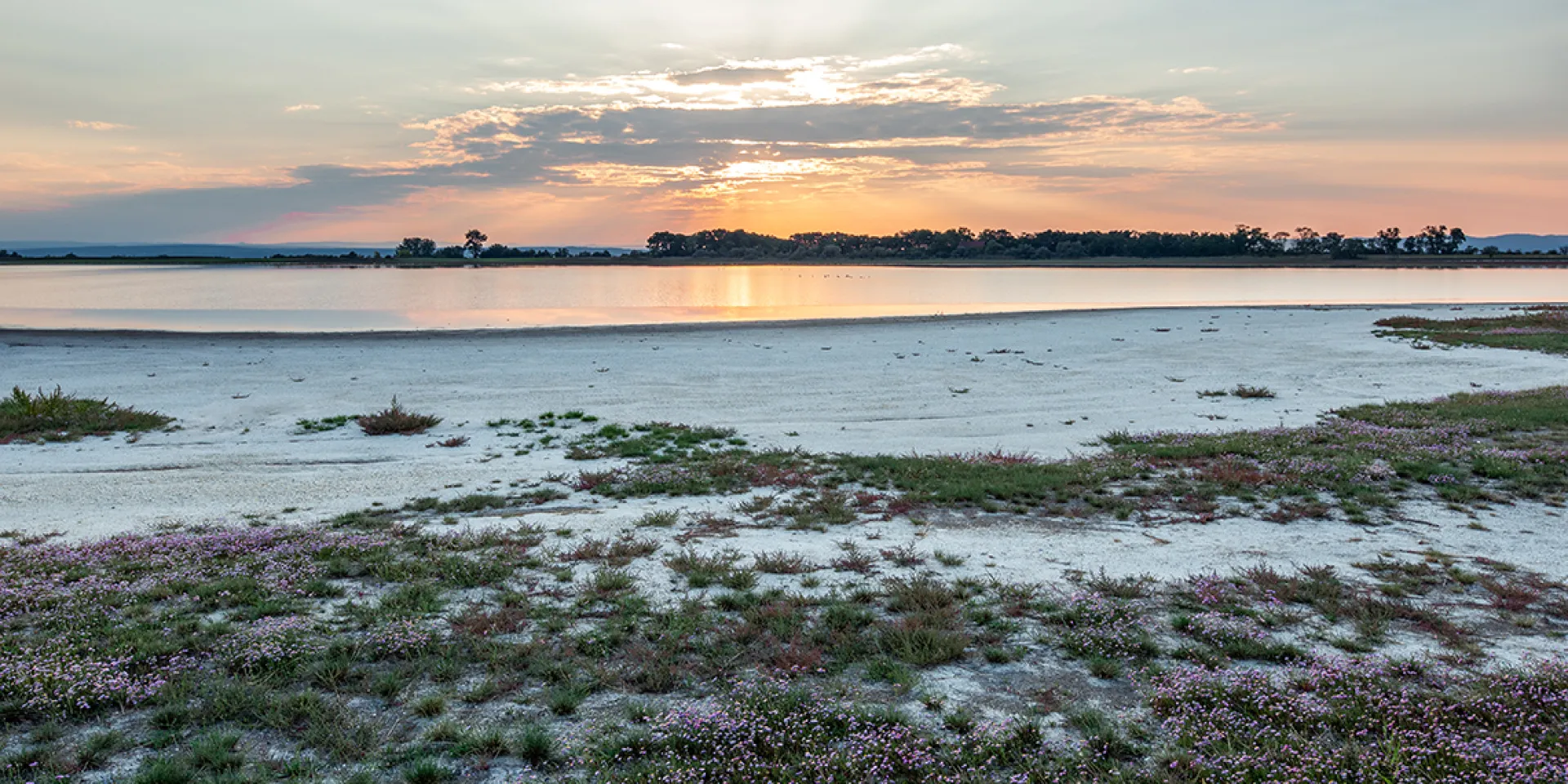 Salzlacke, ein Gebiet mit Strand, kleinen Blümchen und dem Wasser im Hintergrund.