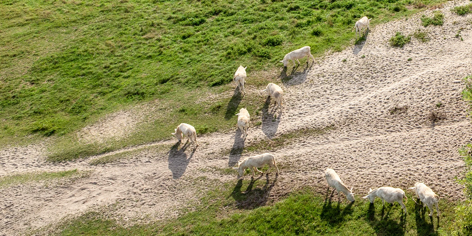 Weiße Esel im Sand