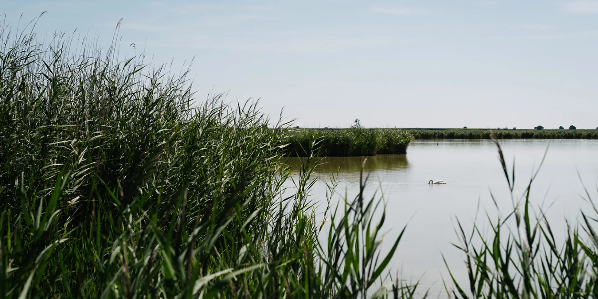Schilf am Wasser de Neusiedler See