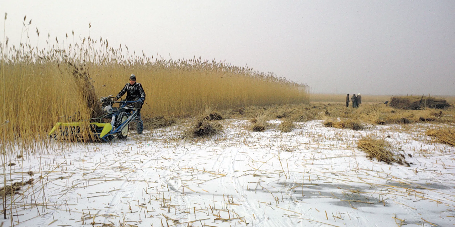 Schilfschnitt per Hand