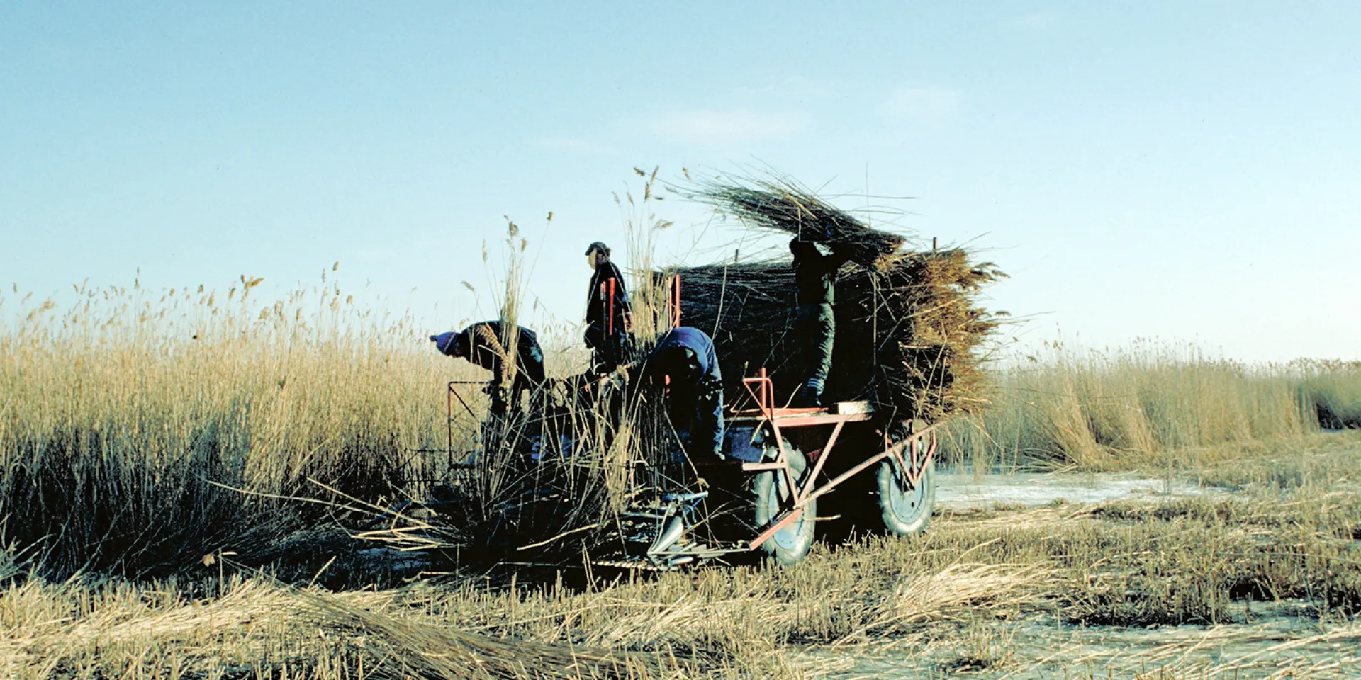 Schilfschnitt mit Maschine
