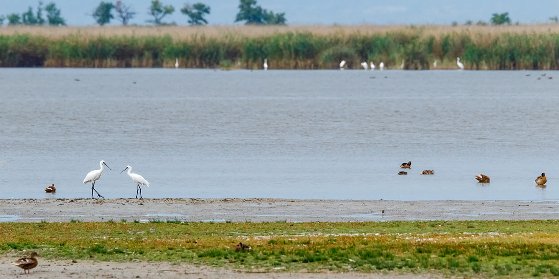 Enten und andere weiße Vögel ruhen im See, im Hintergrund Schilf mit weiteren Vögeln