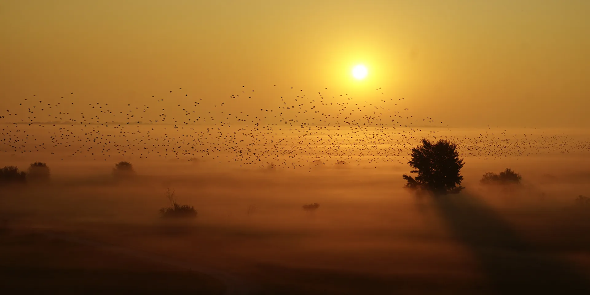 Sonnenaufgang im Herbst mit Vogelschwarm