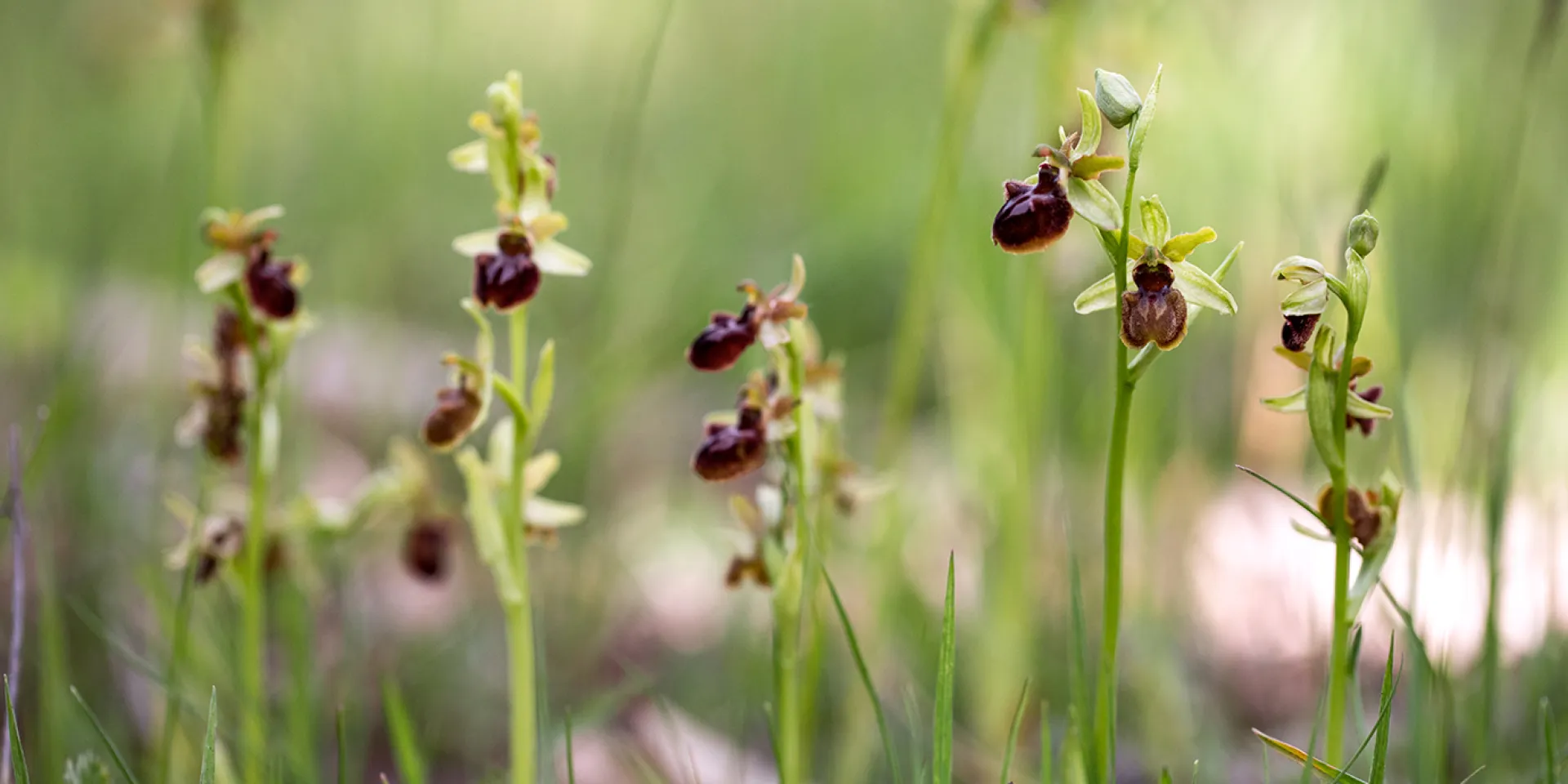 Spinnenragwurz, Orchideenart