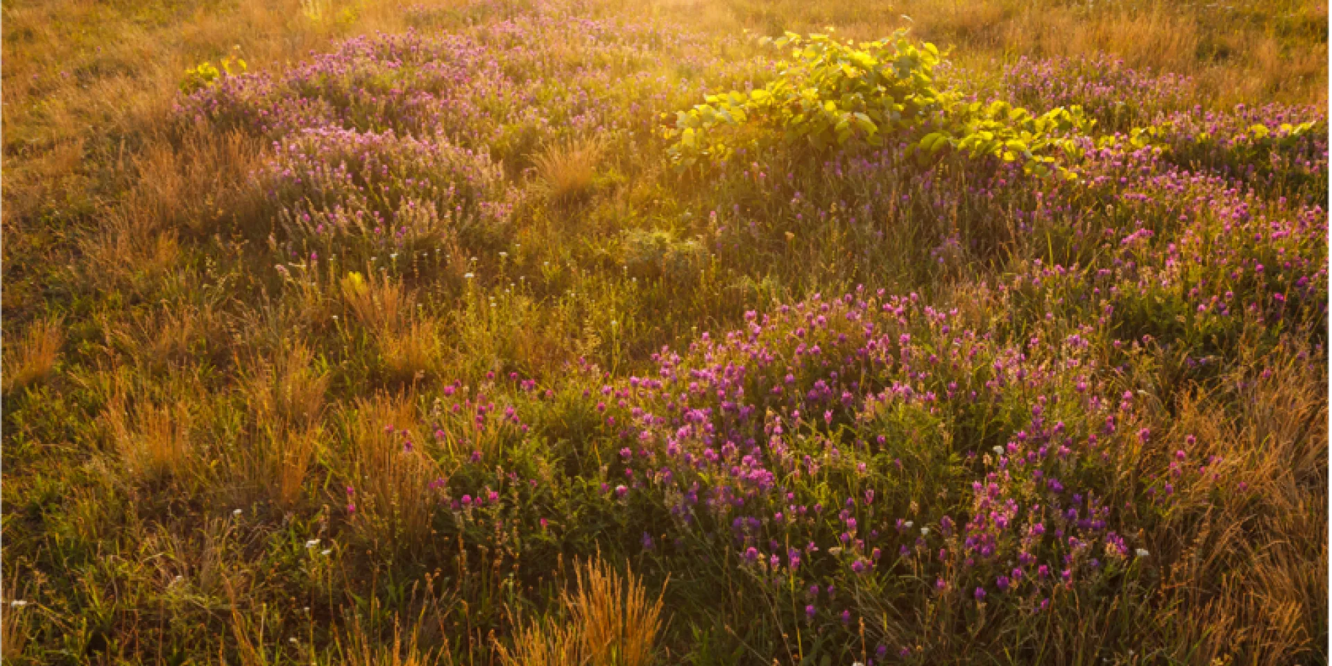 Steppe Neusiedler See