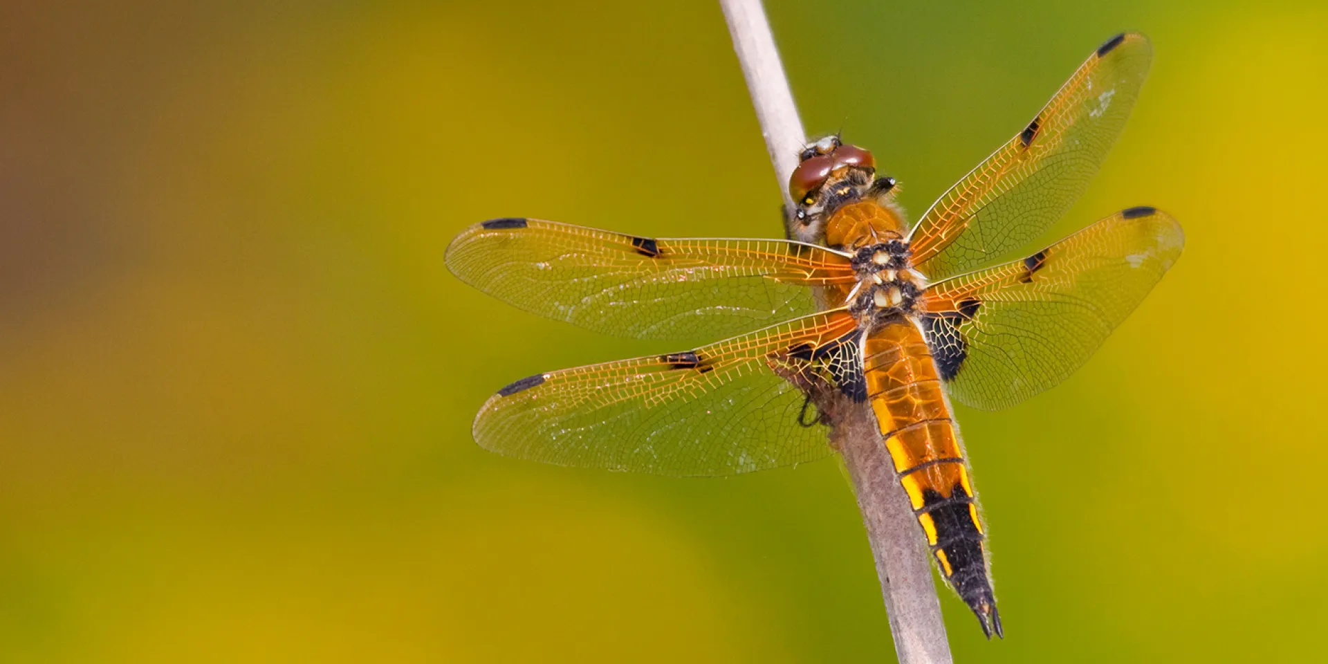 Vierfleck Libelle