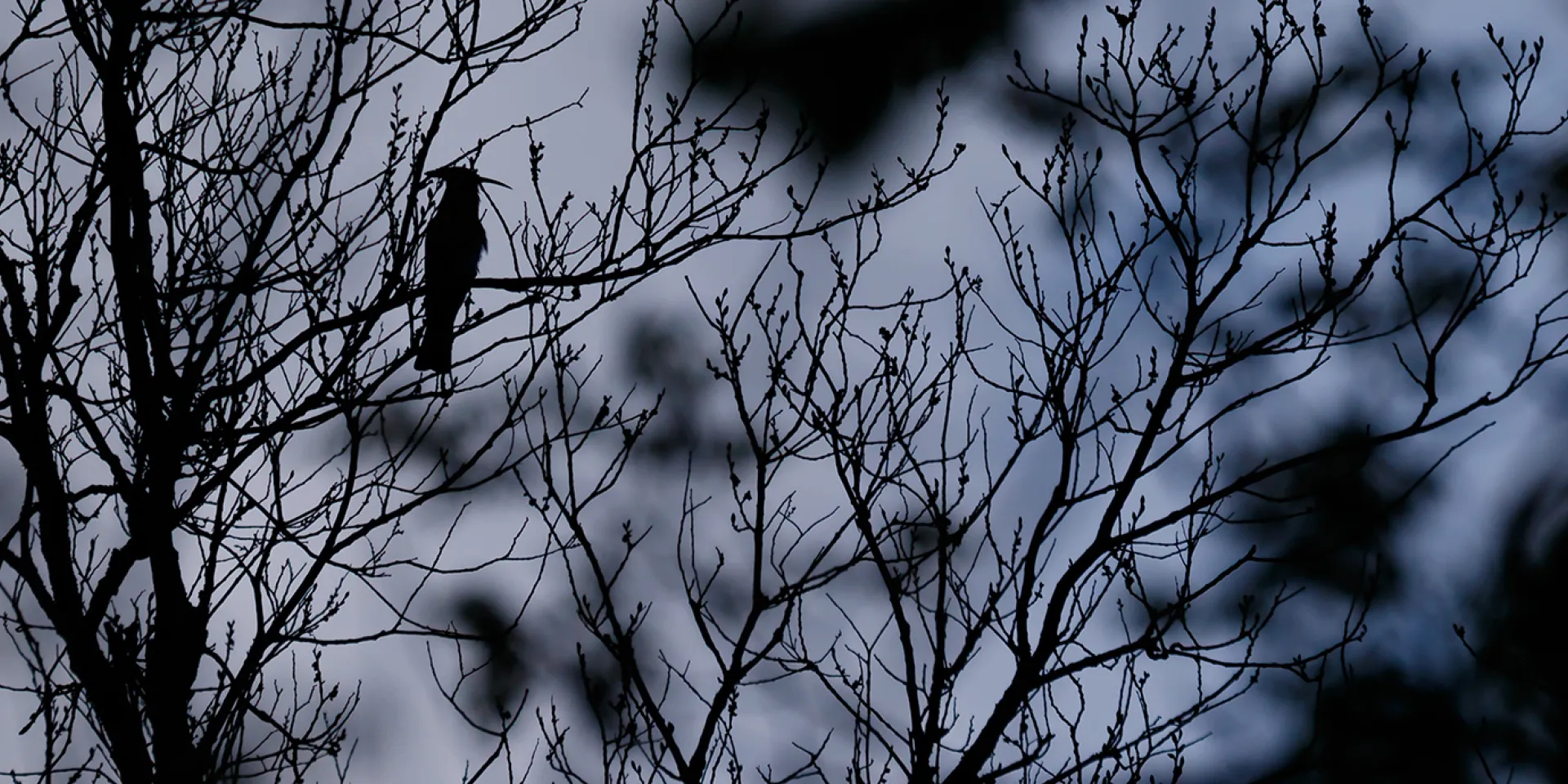Wiedehopf Silhouette in der nahenden Dunkelheit