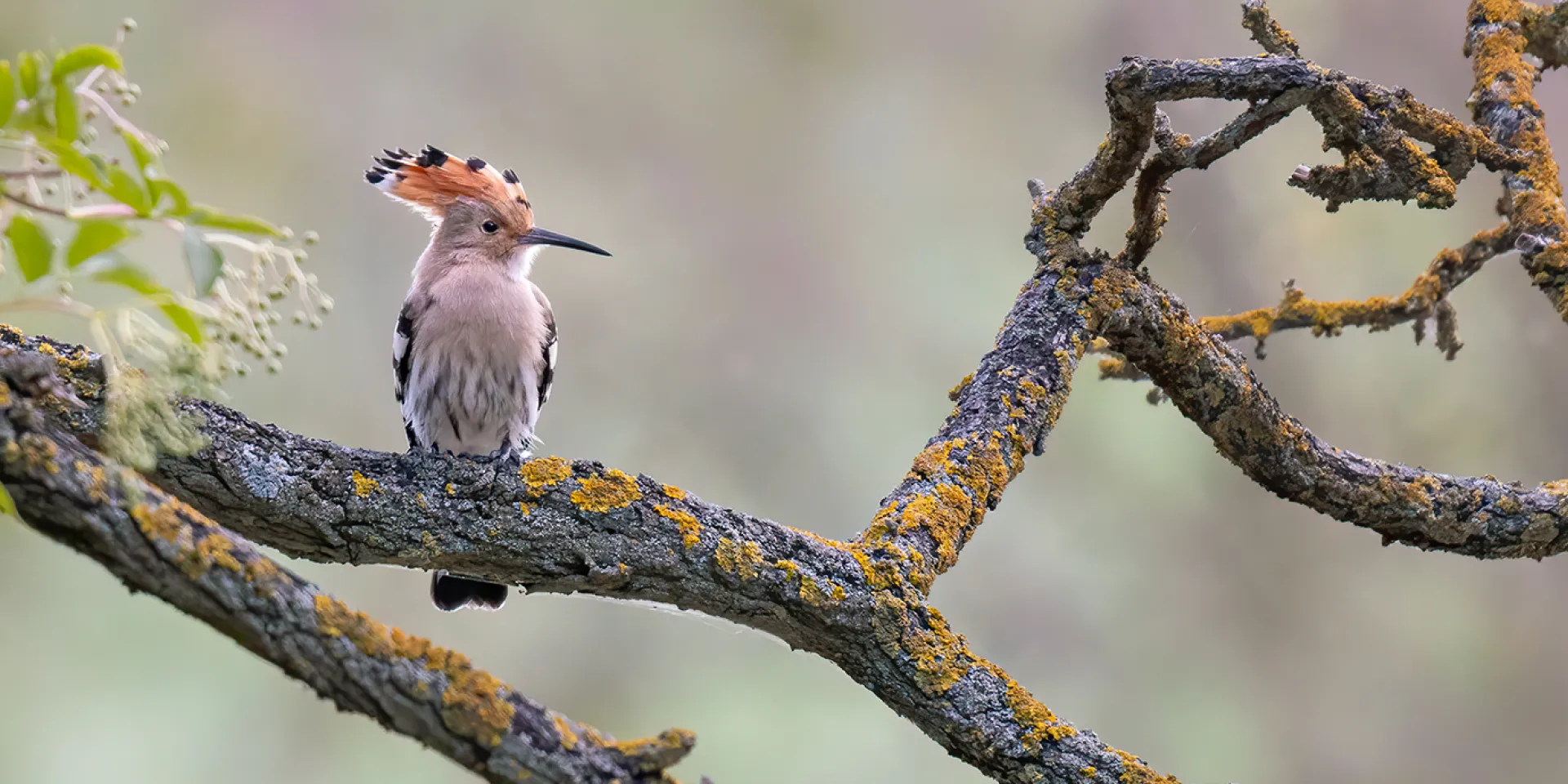 Wiedehopf Vogel