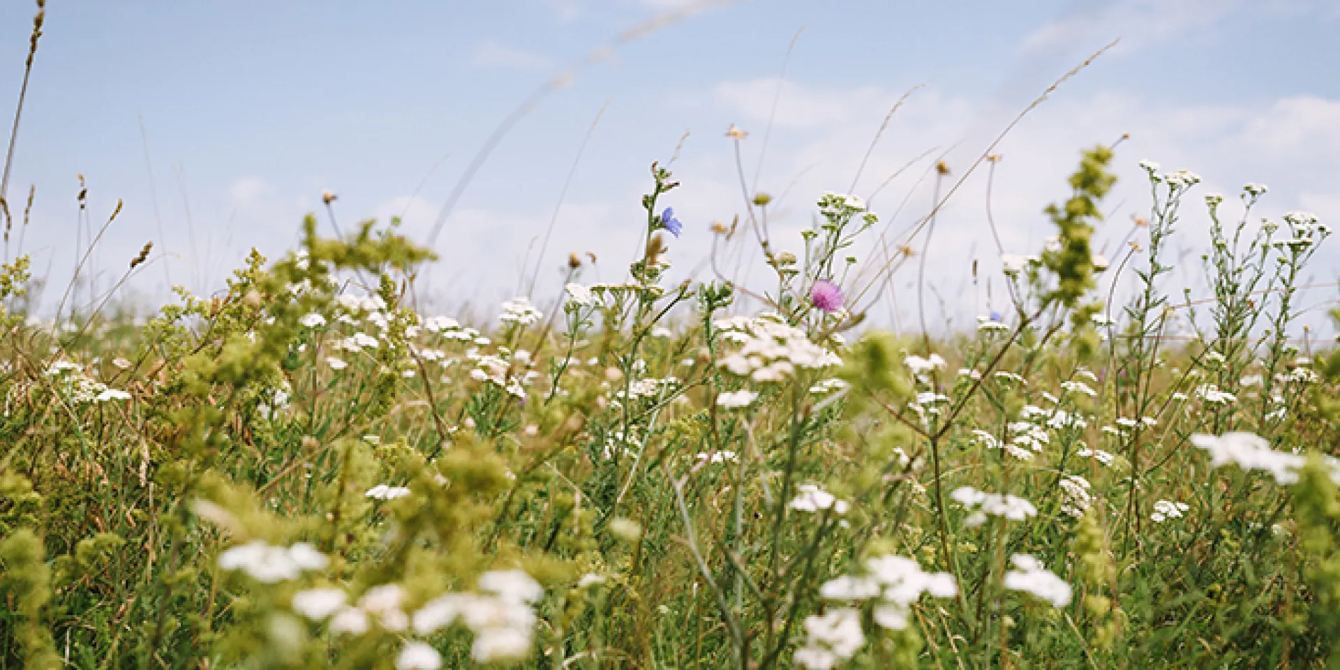 Wiese mit weißen Blumen