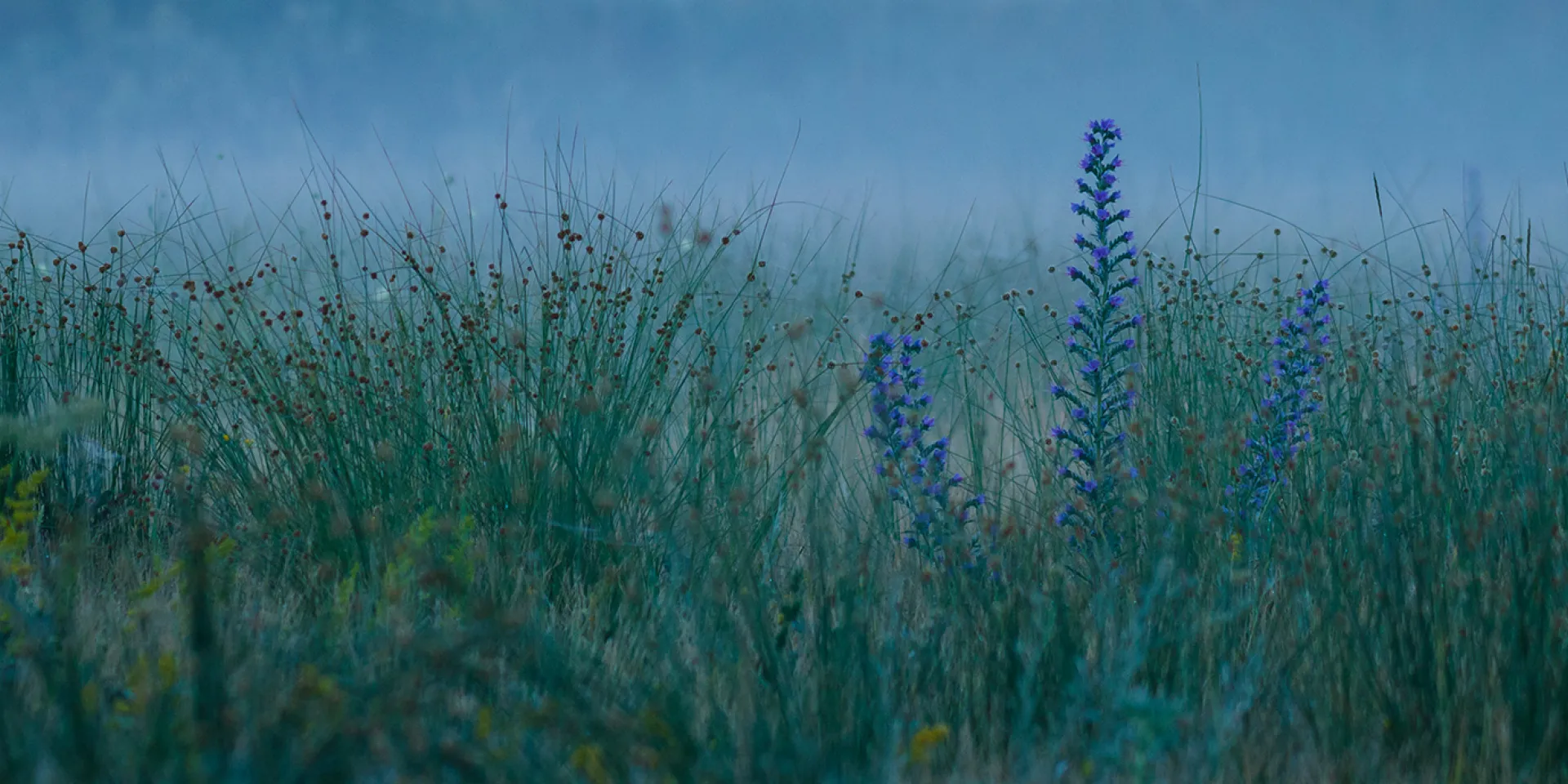 Wiese in der Dämmerung