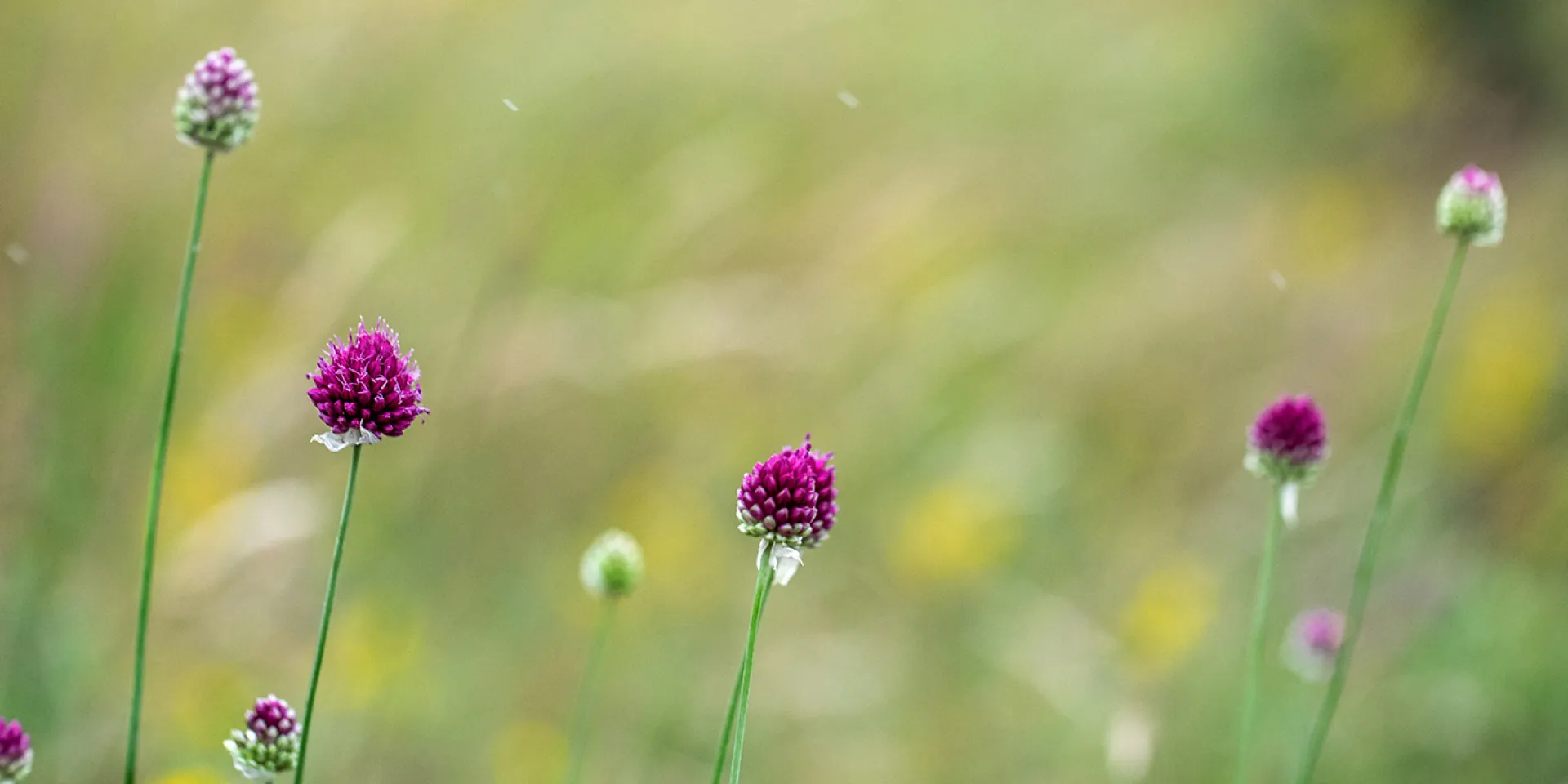 Wiesenknopf, eine violette Blüte