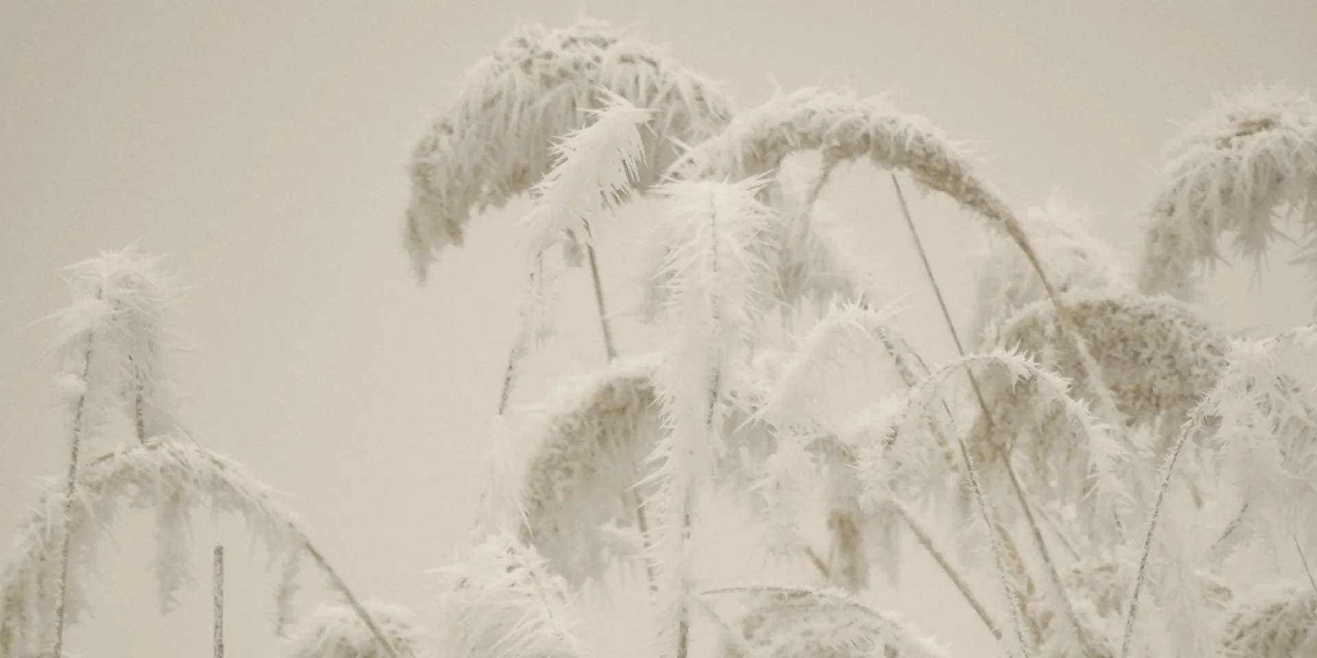 Schilf umgeben von Raureif