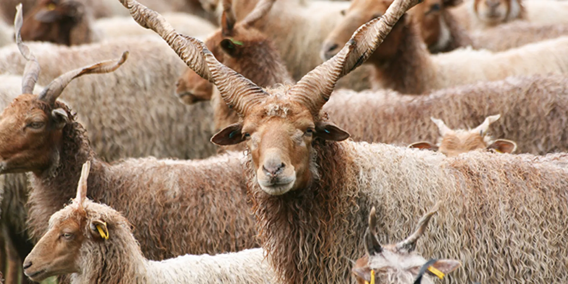 Zackelschafe
