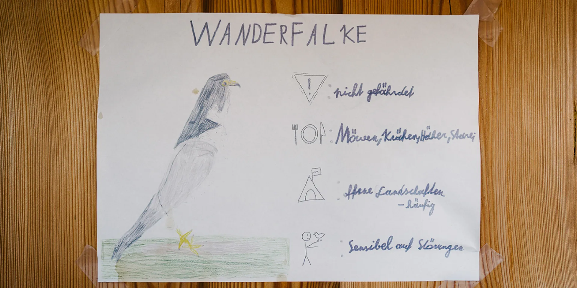 Poster für Wanderfalke von Kindern gemalt