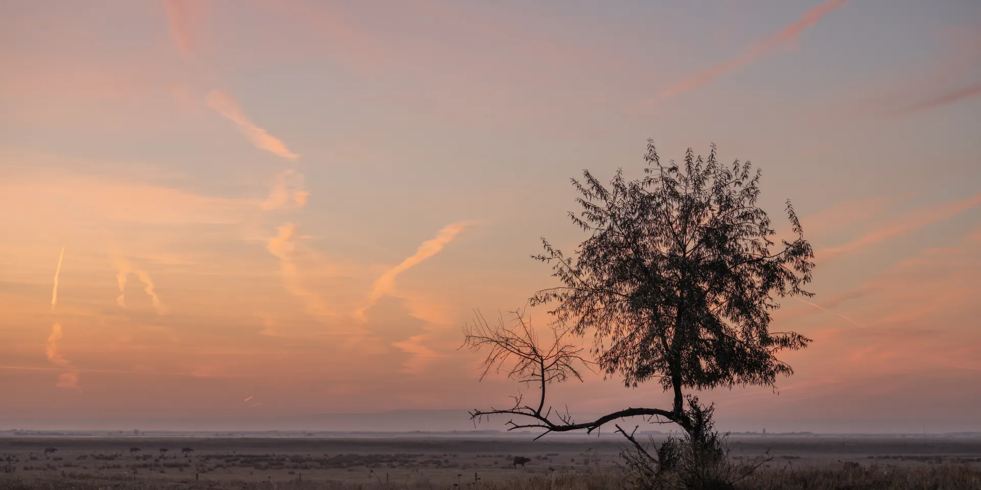 Sonnenaufgang Wasserbüffel