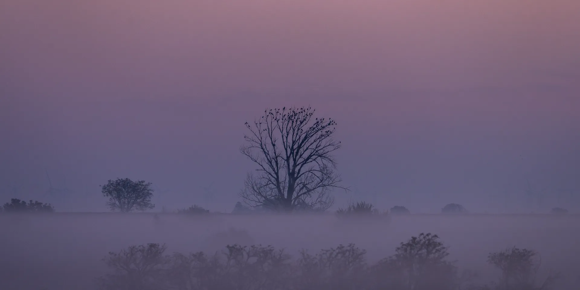 Nebel & Starre