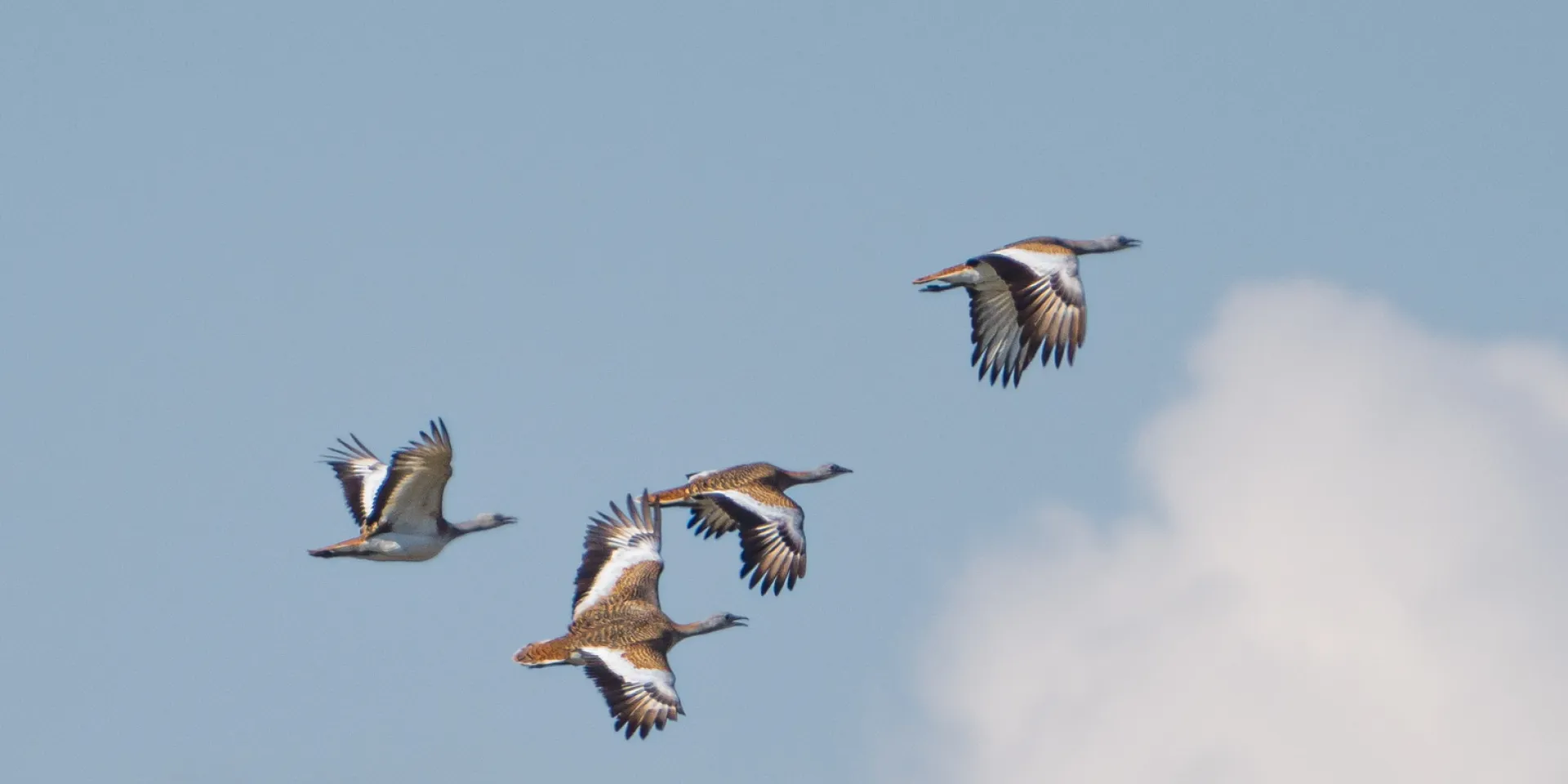 Großtrappen im Flug