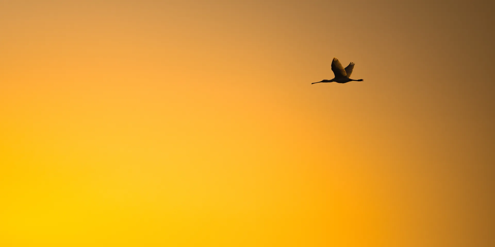 Löffler im Sonnenuntergang