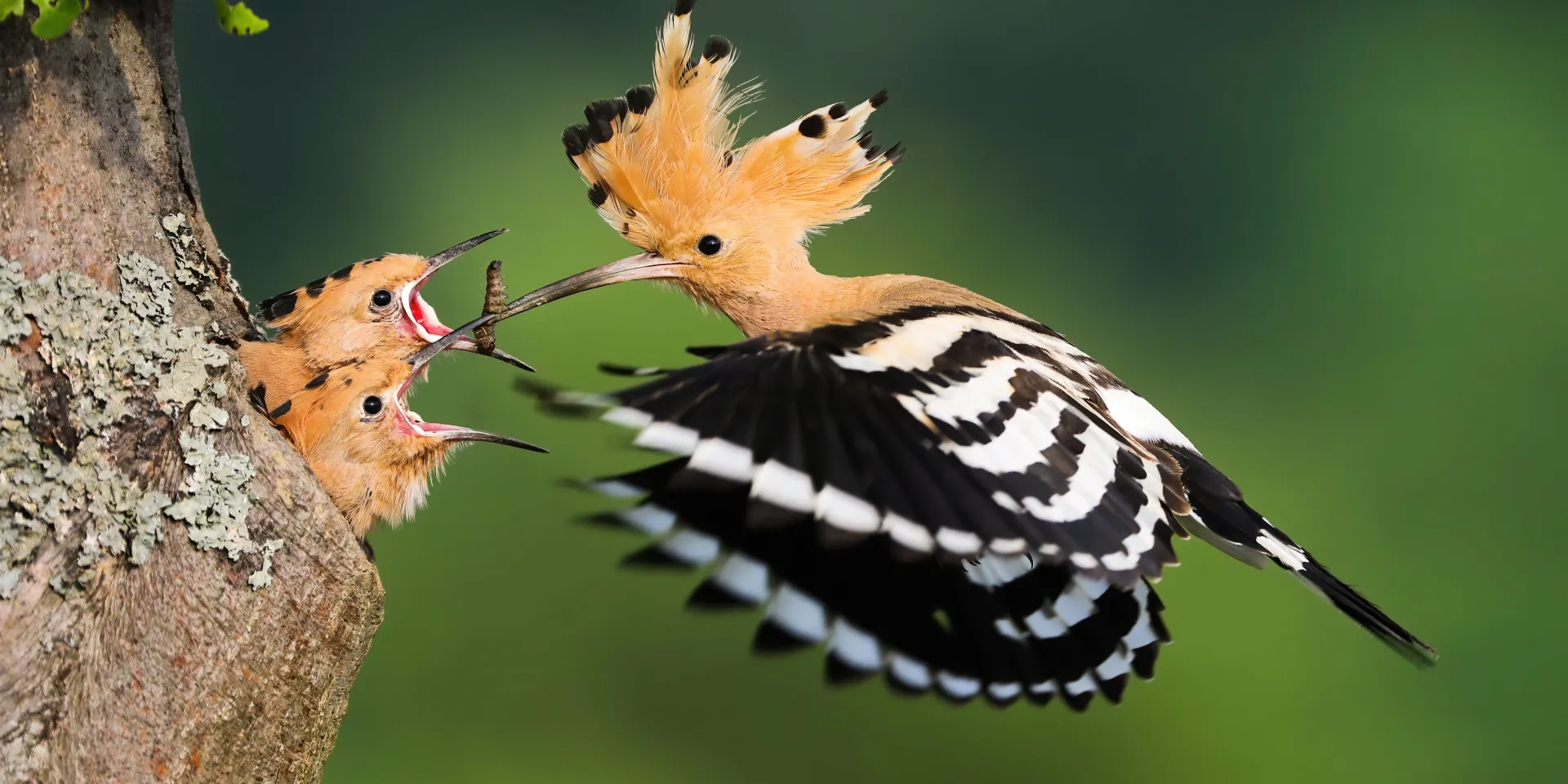 Wiedehopf Birdingtours