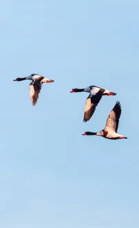 Brandgänse im Flug