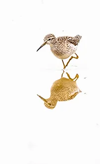 Bruchwasserläufer