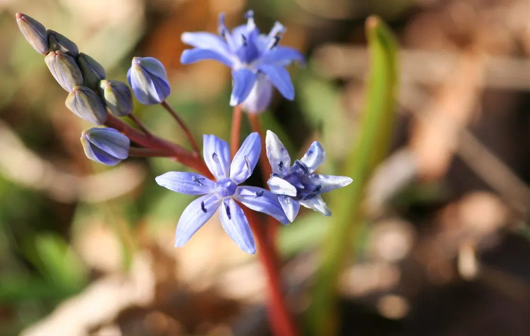 Leicht bläuliche Blume