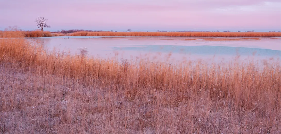 Leicht gefrorener See im Winter, Schilf um den See ist in rosa Morgensonne getaucht
