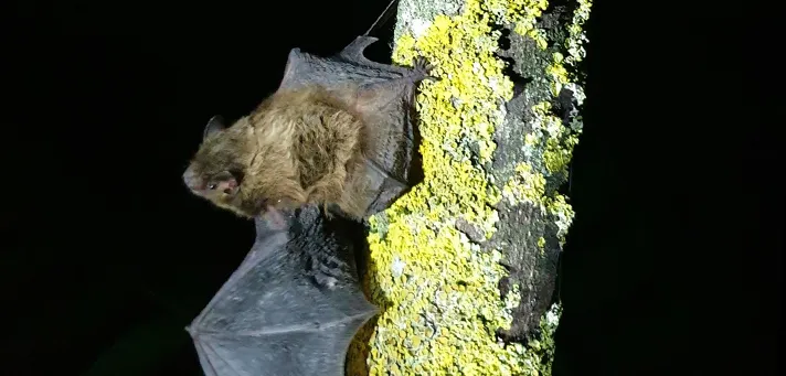 Fledermaus